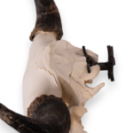 Metal Skull Mount – The ‘Buffalo’ Bracket