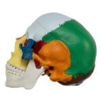 Replica Human Colored Skull – Economy