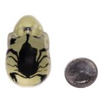 Real Black Scorpion in Acrylic Skull Magnet – Glow