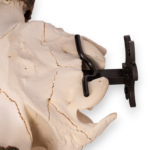 Metal Skull Mount – The ‘Buffalo’ Bracket