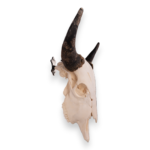 Metal Skull Mount – The ‘Buffalo’ Bracket
