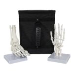 Replica Human Hand and Foot with Carrying Case – Economy