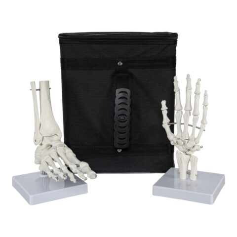 Replica Human Hand and Foot with Carrying Case - Economy - 4.5 lb