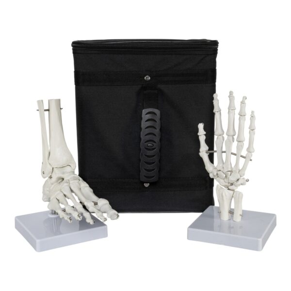 Replica Human Hand and Foot with Carrying Case – Economy – 4.5 lb