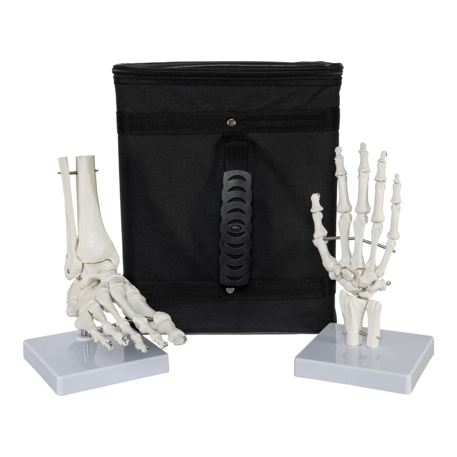 Replica Human Hand and Foot with Carrying Case - Economy