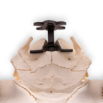 Metal Skull Mount – The ‘Buffalo’ Bracket