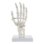 Replica Human Hand and Foot with Carrying Case – Economy