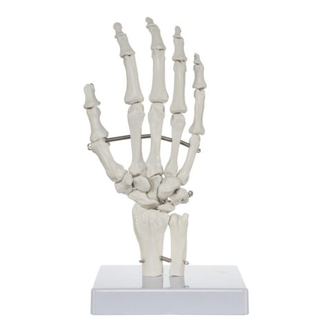 Replica Human Hand and Foot with Carrying Case - Economy