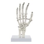 Replica Human Hand and Foot with Carrying Case – Economy