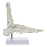 Replica Human Hand and Foot with Carrying Case – Economy