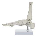 Replica Human Hand and Foot with Carrying Case – Economy