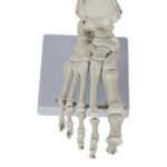 Replica Human Hand and Foot with Carrying Case – Economy