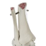 Replica Human Hand and Foot with Carrying Case – Economy