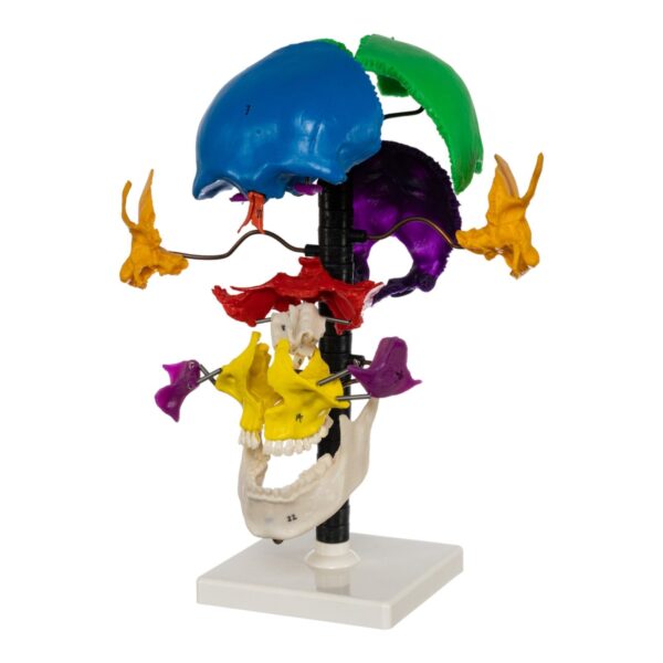 Replica Human Multi-colored Beauchene Skull – Economy