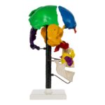 Replica Human Multi-colored Beauchene Skull – Economy