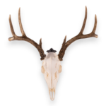 Metal Skull Mount – The ‘Buck’ Bracket