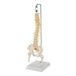 Replica Human Spine – Economy (Reduced Scale)