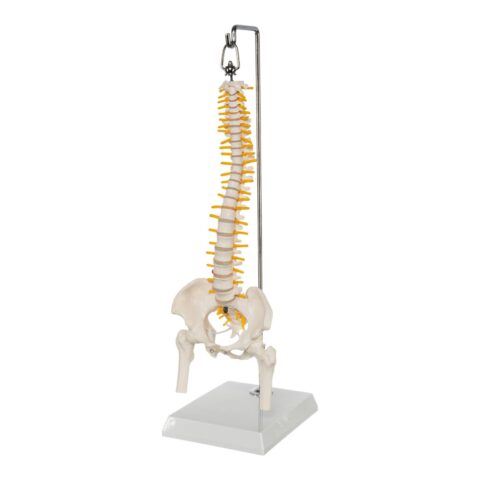 Replica Human Spine - Economy (Reduced Scale)