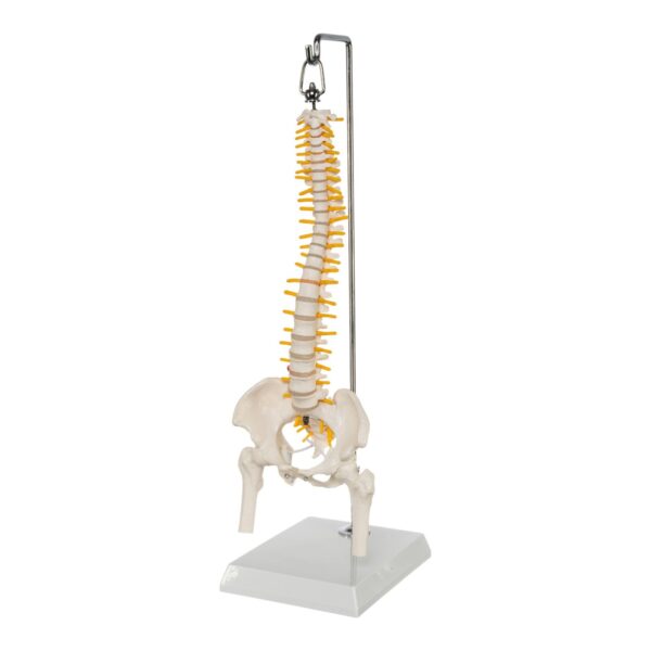 Replica Human Spine – Economy (Reduced Scale)
