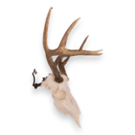 Metal Skull Mount – The ‘Buck’ Bracket