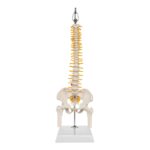 Replica Human Spine – Economy (Reduced Scale)