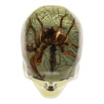 Real Spider and Web in Acrylic Skull Magnet – Glow