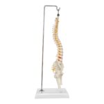 Replica Human Spine – Economy (Reduced Scale)