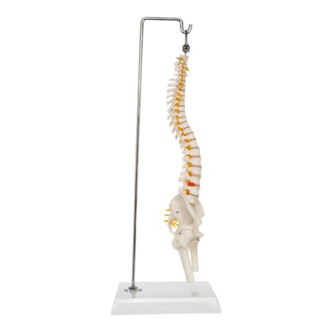 Replica Human Spine - Economy (Reduced Scale)