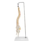 Replica Human Spine – Economy (Reduced Scale)