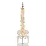 Replica Human Spine – Economy (Reduced Scale)