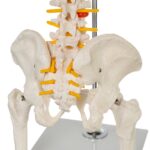 Replica Human Spine – Economy (Reduced Scale)