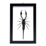Real Large Scorpion in Double Glass Black Frame