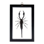 Real Large Scorpion in Double Glass Black Frame