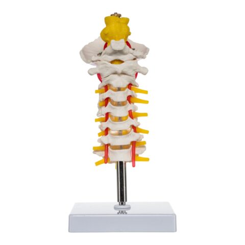 Replica Human Cervical Vertebrae - Economy