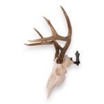 Metal Skull Mount – The ‘Buck’ Bracket