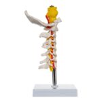 Replica Human Cervical Vertebrae – Economy
