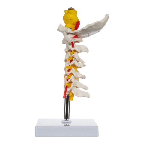 Replica Human Cervical Vertebrae - Economy