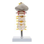 Replica Human Cervical Vertebrae – Economy