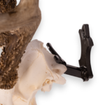 Metal Skull Mount – The ‘Buck’ Bracket