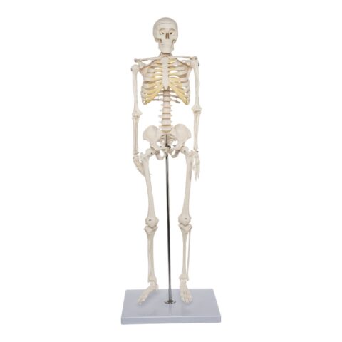 Replica Human Half-size Skeleton (33") - Economy