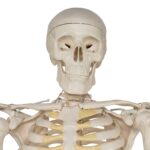 Replica Human Half-size Skeleton (33″) – Economy