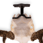 Metal Skull Mount – The ‘Buck’ Bracket