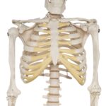 Replica Human Half-size Skeleton (33″) – Economy