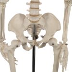 Replica Human Half-size Skeleton (33″) – Economy