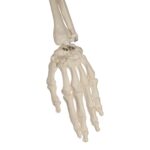 Replica Human Half-size Skeleton (33″) – Economy