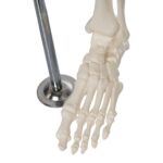 Replica Human Half-size Skeleton (33″) – Economy