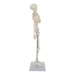 Replica Human Half-size Skeleton (33″) – Economy