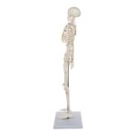 Replica Human Half-size Skeleton (33″) – Economy