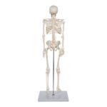 Replica Human Half-size Skeleton (33″) – Economy