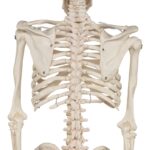 Replica Human Half-size Skeleton (33″) – Economy
